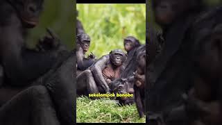 bonobo | hewan paling doyan cocok tanam 