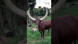 ⭕ANKOLE WATUSI CATTLE  Biggest Bulls And Cow