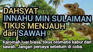 DAHSYAT INNAHU MIN SULAIMAN DALAM MENGUSIR TIKUS DI SAWAH