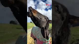 Equestrian TikTok’s #19