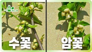 수분수 필수입니다!! ㅣ감나무 수분수 ㅣ 수분수 하나로 20m 범위 수정시키기