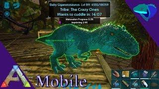 GIGA AND TWIN QUETZ HATCHING! CUDDLE BEAR DIFFERENCES? Ark: Mobile [S1:E36]