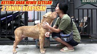 SAMPAI TERHARU ! Ketemu Anak Anjing Hewie Setelah 2 Tahun Berpisah  #hewiepitbull