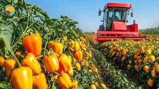 How Farmers Harvest Millions of Colorful Bell Peppers by Machine Every Day | Farming Documentary