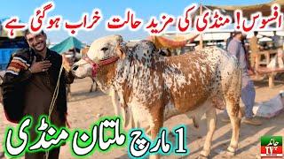 Multan Cow Mandi Fresh Latest Update Video | Cholistani Nukre Ablak Sahiwal Bachre | Cow Mandi 2024