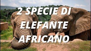 L' ELEFANTE AFRICANO  si sdoppia e diventa due!!!