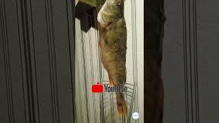 огромный окунь, в первый раз такого поймал | huge perch, for the first time I caught such, #shorts