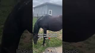 Pregnant mare found on the side of the road has foal - Spirit & Journey