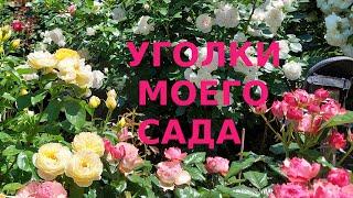 Розы Уголки моего сада  #2