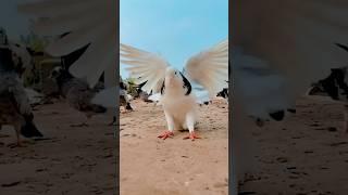 Kabootar ki video Pigeon birds Kabootar bazi #pigeon #shorts  #short #youtubeshorts