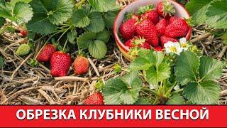 Обрезка клубники весной