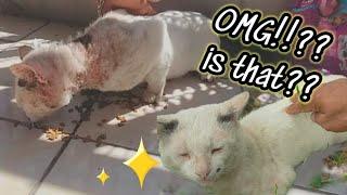 Amazing transformation of Leon the Stray Cat | Rescue life