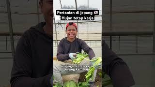 PERTANIAN DI JEPANG HUJAN TETAP KERJA |japan daily 6 #petani #kenshusei #dijepang