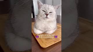 One angry loaf!  #cat #floofycat #loaf #cutecats #funnycats #funnycatvideos #evilcat #angrycat