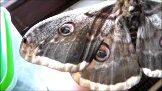 Giant emperor moth (Saturnia pyri)