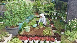 Raised bed sayur kangkung diubah menjadi permadani tanaman hias berbunga