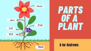 Parts of a Plant| Different Parts of a Plant| Root and Shoot System|