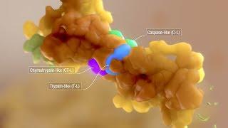 AXS Studio medical animation mulitple myeloma proteasome