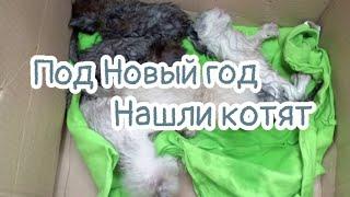 Под Новый год на улице нашли месячных котятони уже не мяукали лёжа в мешке help save kittens