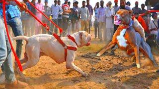 Kohati Gultair vs Pitbull || kohati Gultair latest video | Pitbull || Pk Animals