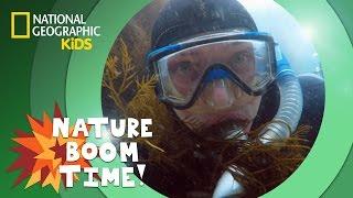 Kelp Forest | Nature Boom Time | @natgeokids