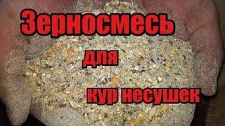 Моя зерносмесь зимой! Яйценоскость 90%! Как правильно приготовить! Что нужно знать чтобы были яйца!