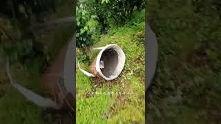 Natural mushrooms in forest #nature #mushroompicking #mushroomhunting #freshliving #ncfarmliving