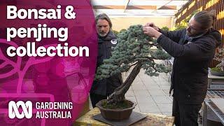 Touring a bonsai and penjing collection and tips for home growers | Discovery | Gardening Australia