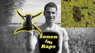 Drohnenflug Sauen im Raps