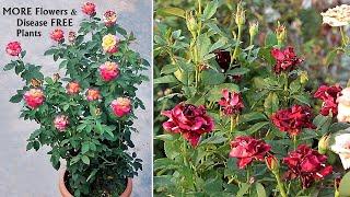 My SECRETS To Make Rose Plants VERY BUSHY & HEALTHY [100% SUCCESS]