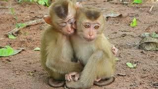 Pity cheko and Santa, the two monkeys are sitting hugging their siblings because they are cold