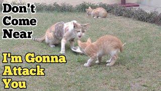 Angry Street Cat Started Hissing At Kitten In front Of Their Mother Cat Want To Attack Them