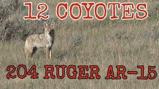 12 Daytime Coyotes Down 204 Ruger AR-15 Suppressed