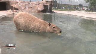 "World's largest rodent" is lonely, looking for love