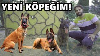 BELÇİKA KURDU SAHİPLENDİM! YOK BÖYLE KÖPEK!