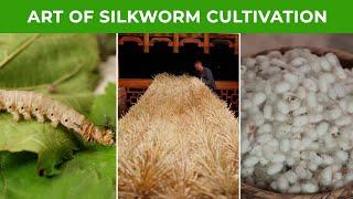 Ancient Art of Silkworm Cultivation in a Charming Chinese Village  Rural Crafts