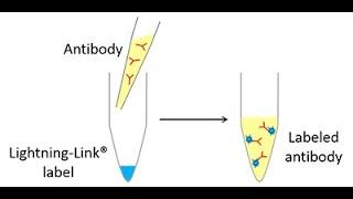 Expedeon Lightning-Link® antibody labeling technology