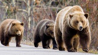 Grizzly Mum 222 and Cubs Become a Beacon of Strength after Jasper Wildfires