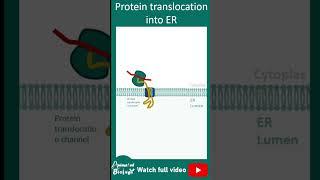 protein translocation into ER | co-tranlational tranlocation of protein into ER | 1 minute cell bio