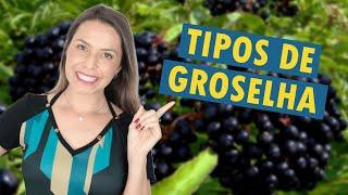 CASSIS ou GROSELHA NEGRA | Benefícios, curiosidades e dicas de cultivo