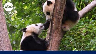 Panda diplomats make buzzy debut at San Diego Zoo