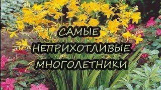 САМЫЕ НЕПРИХОТЛИВЫЕ САДОВЫЕ МНОГОЛЕТНИКИ