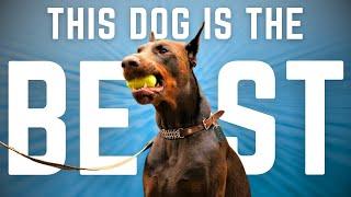 Why the Doberman Crushes Every Other Dog Breed