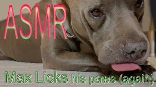 ASMR | Max Licks Paws (again) | Dog Licking Sounds & Tingles | No Talking