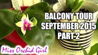 Orchid collection and balcony tour - September 2015 Part 2