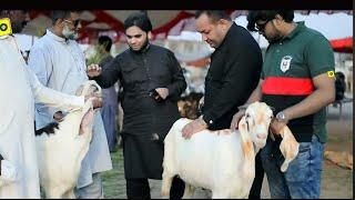 Aagai Qurbani - Bakra Eid Special Kalam 2024 Police Wala Naat Khuwan & Qari Muhammad Usman Ghani