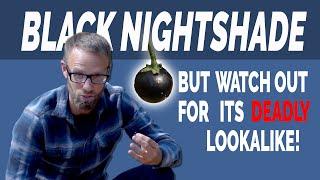 Wild EDIBLE AND MEDICINAL? Black Nightshade (Solanum Nigrum)