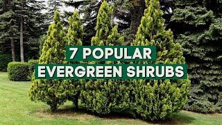 7 Popular Evergreen Shrubs for Landscaping  // PlantDo Home & Garden 