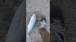 Dev #tral #fishing #balıkçılık #fish #balikavi #balık #jig #iskenderun #hatay #akya #kalamar #deniz