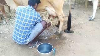 Very Fast Cow Milking  | Cow milking by hand | Cow Milk | cow videos |  milking cows by hand | cow